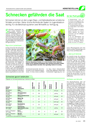 HERBSTBESTELLUNG Schnecken gefährden die Saat Schnecken können an den jungen Raps- und Getreidepflanzen erhebliche Schäden anrichten.