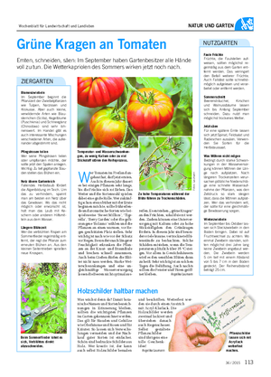 NATUR UND GARTEN Grüne Kragen an Tomaten Ernten, schneiden, säen: Im September haben Gartenbesitzer alle Hände voll zu tun.