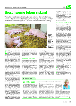 TIER B iohaltung ist schön fürs Auge, aber oft schmerzhaft fürs Tier – in Sachen Tierge- sundheit ziehen Bioschweine den Kürzeren.
