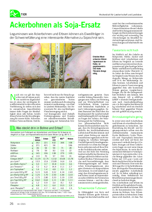 TIER Ackerbohnen als Soja-Ersatz Leguminosen wie Ackerbohnen und Erbsen können als Eiweißträger in der Schweinefütterung eine interessante Alternative zu Sojaschrot sein.