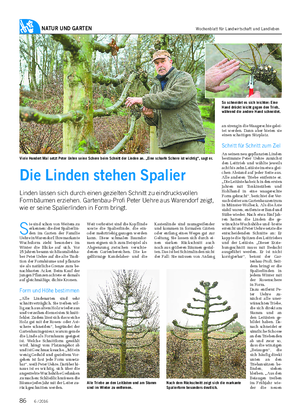 NATUR UND GARTEN S ie sind schon von Weitem zu erkennen: die drei Spalierlin- den im Garten der Familie Uehre in Warendorf.