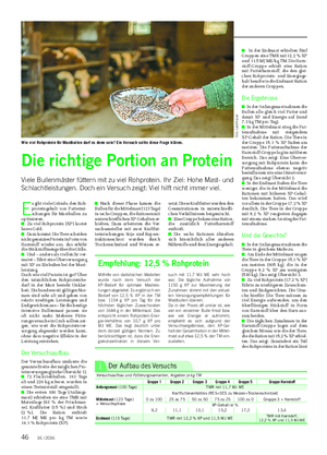 TIER Die richtige Portion an Protein Viele Bullenmäster füttern mit zu viel Rohprotein.