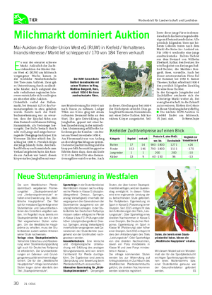TIER Milchmarkt dominiert Auktion Mai-Auktion der Rinder-Union West eG (RUW) in Krefeld / Verhaltenes Inlandsinteresse / Markt lief schleppend / 170 von 184 Tieren verkauft E s war der erwartet schwere Markt.