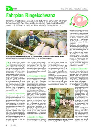 TIER Fahrplan Ringelschwanz Immer mehr Betriebe denken über die Haltung von Schweinen mit langen Schwänzen nach.