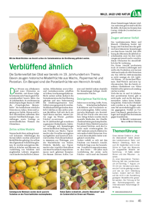 WALD, JAGD UND NATUR Verblüffend ähnlich Die Sortenvielfalt bei Obst war bereits im 19.
