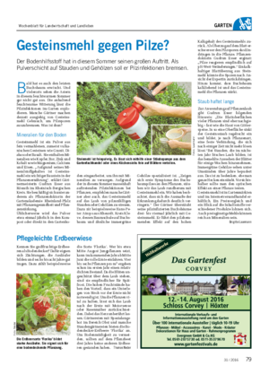 GARTEN Pflegeleichte Erdbeerwiese Kennen Sie großfruchtige Erdbee- ren als Bodendecker?