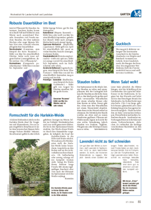 GARTEN Formschnitt für die Harlekin-Weide Als klein bleibendes Gehölz ist die Harlekin-Weide ideal für Vorgär- ten und Blumenbeete.