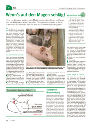 Wochenblatt für Landwirtschaft und LandlebenTIER Wenn’s auf den Magen schlägt Nicht nur Manager, sondern auch Mastschweine, ältere Ferkel und Sauen sind von Magengeschwüren betroffen.