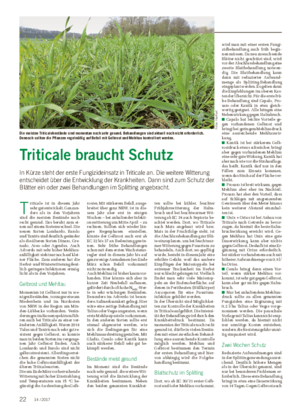 Triticale braucht Schutz In Kürze steht der erste Fungizideinsatz in Triticale an.