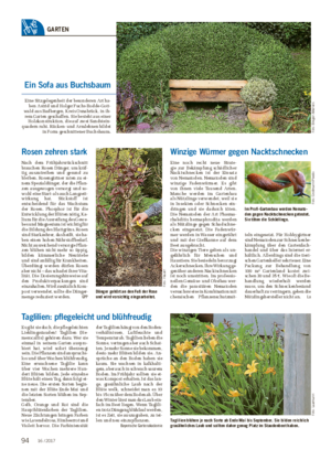 Wochenblatt für Landwirtschaft und LandlebenGARTEN Taglilien: pflegeleicht und blühfreudig Es gibt sie doch, die pflegeleichten Lieblingsstauden!