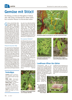 Wochenblatt für Landwirtschaft und LandlebenGARTEN Gemüse mit Sti(e)l Bis Anfang Juni lässt sich Mangold im Freiland säen.