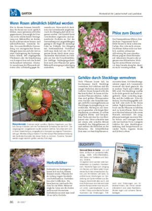 Wochenblatt für Landwirtschaft und LandlebenGARTEN Herbstblüher Farbtupfer im Herbstgarten lassen sich noch in diesem Sommer setzen.