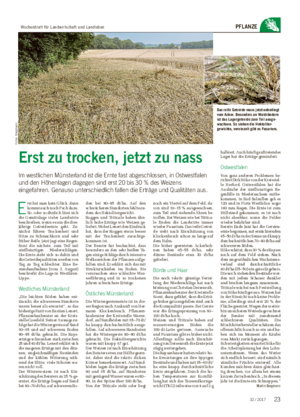 PFLANZE Erst zu trocken, jetzt zu nass Im westlichen Münsterland ist die Ernte fast abgeschlossen, in Ostwestfalen und den Höhenlagen dagegen sind erst 20 bis 30 % des Weizens eingefahren.