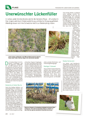Wochenblatt für Landwirtschaft und LandlebenPFLANZE Unerwünschter Lückenfüller In nahezu jeder Grünlandnarbe wächst die Gemeine Rispe – oft unerkannt.