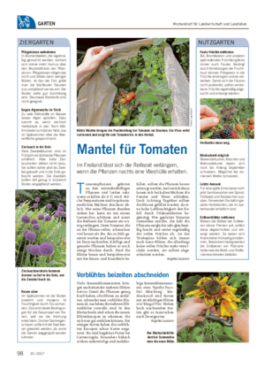 Wochenblatt für Landwirtschaft und LandlebenGARTEN Mantel für Tomaten Im Freiland lässt sich die Reifezeit verlängern, wenn die Pflanzen nachts eine Vlieshülle erhalten.