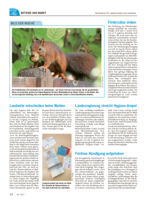 Wochenblatt für Landwirtschaft und LandlebenBETRIEB UND MARKT Die Eichhörnchen sind momentan voll im „Erntemodus“, wie dieses Foto aus Soest belegt.