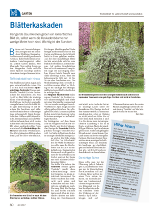 Wochenblatt für Landwirtschaft und LandlebenGARTEN Blätterkaskaden Hängende Baumkronen geben ein romantisches Bild ab, selbst wenn die Kaskadenbäume nur wenige Meter hoch sind.