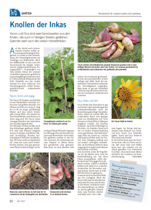 Wochenblatt für Landwirtschaft und LandlebenGARTEN Knollen der Inkas Yacon und Oca sind zwei Gemüsearten aus den Anden, die auch in hiesigen Breiten gedeihen.