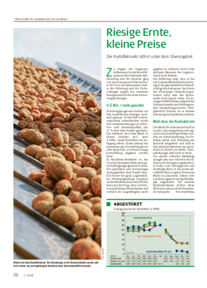 Riesige Ernte, kleine Preise Der Kartoffelmarkt stöhnt unter dem Überangebot.