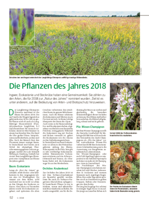 Die Pflanzen des Jahres 2018 Ingwer, Esskastanie und Steckrübe haben eine Gemeinsamkeit: Sie zählen zu den Arten, die für 2018 zur „Natur des Jahres“ nominiert wurden.
