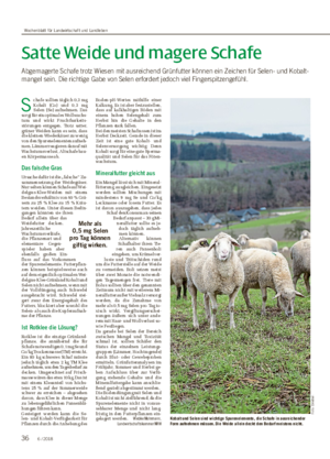 Satte Weide und magere Schafe Abgemagerte Schafe trotz Wiesen mit ausreichend Grünfutter können ein Zeichen für Selen- und Kobalt- mangel sein.