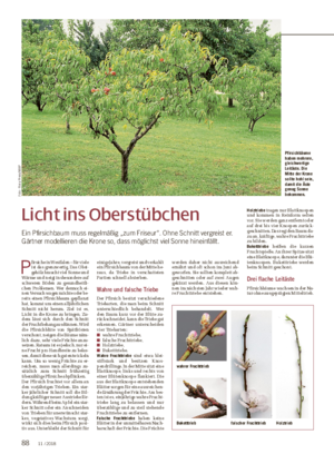 Licht ins Oberstübchen Ein Pfirsichbaum muss regelmäßig „zum Friseur“.