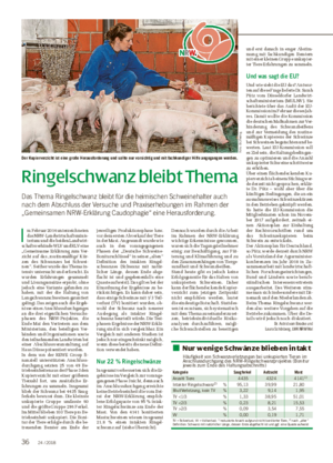 Ringelschwanz bleibt Thema Das Thema Ringelschwanz bleibt für die heimischen Schweinehalter auch nach dem Abschluss der Versuche und Praxiserhebungen im Rahmen der „Gemeinsamen NRW-Erklärung Caudophagie“ eine Herausforderung.