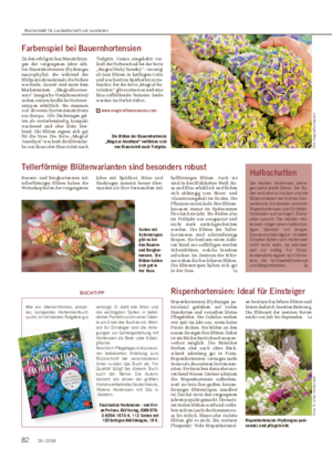 Farbenspiel bei Bauernhortensien Zu den erfolgreichen Neuzüchtun- gen der vergangenen Jahre zäh- len Bauernhortensien (Hydrangea macrophylla), die während der Blühperiode mehrmals die Farben wechseln.