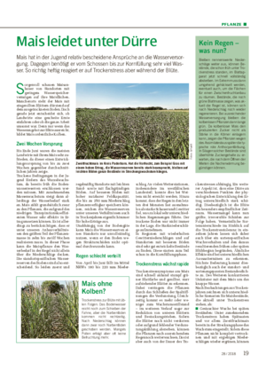 PFL ANZE ■ Mais leidet unter Dürre Mais hat in der Jugend relativ bescheidene Ansprüche an die Wasserversor- gung.