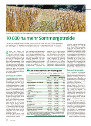 10 000 ha mehr Sommergetreide Die Anbauverhältnisse in NRW haben sich im Jahr 2018 spürbar verändert: Vor allem gibt es mehr Sommergetreide und Hülsenfrüchte als im Vorjahr.