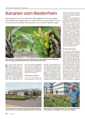 Bananen vom Niederrhein Das Klimahaus der Hochschule Rhein-Waal begeistert durch seine pflanz- liche Vielfalt.