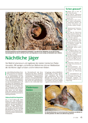 Nächtliche Jäger Der Wald ist Lebensraum und Jagdrevier der meisten heimischen Fleder­ mausarten.