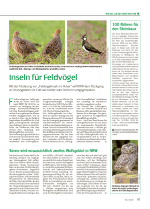 WALD, JAGD UND NATUR ■ Inseln für Feldvögel Mit der Förderung von „Feldvogelinseln im Acker“ will NRW dem Rückgang an Brutvogelarten im Feld wie Kiebitz oder Rebhuhn entgegenwirken.