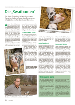 Die „Swatbunten“ Das Bunte Bentheimer Schwein ist eine vom Aussterben bedrohte Rasse.