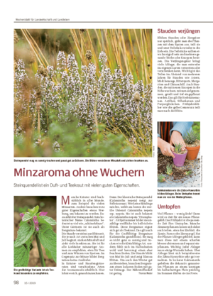 Minzaroma ohne Wuchern Steinquendel ist ein Duft- und Teekraut mit vielen guten Eigenschaften.