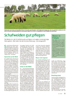 TIER ■ Schafweiden gut pflegen Die Weide ist in der Schafhaltung die wichtigste und zugleich kostengünstige Haltungsform.