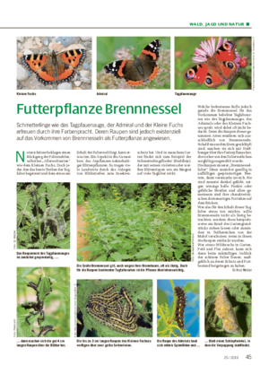 WALD, JAGD UND NATUR ■ Futterpflanze Brennnessel Schmetterlinge wie das Tagpfauenauge, der Admiral und der Kleine Fuchs erfreuen durch ihre Farbenpracht.