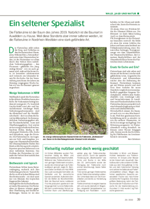 WALD, JAGD UND NATUR ■ Ein seltener Spezialist Die Flatterulme ist der Baum des Jahres 2019.