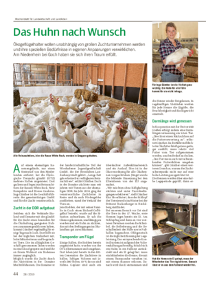 Das Huhn nach Wunsch Ökogeflügelhalter wollen unabhängig von großen Zuchtunternehmen werden und ihre speziellen Bedürfnisse in eigenen Anpaarungen verwirklichen.