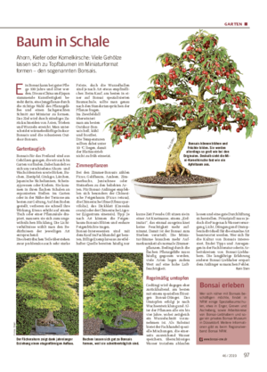 GARTEN ■ Baum in Schale Ahorn, Kiefer oder Kornelkirsche: Viele Gehölze lassen sich zu Topfbäumen im Miniaturformat formen – den sogenannten Bonsais.