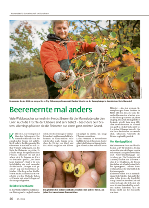 Beerenernte mal anders Viele Waldbesucher sammeln im Herbst Beeren für die Marmelade oder den Likör.