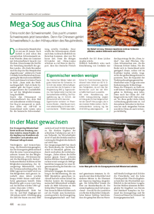 Mega-Sog aus China China rockt den Schweinemarkt.