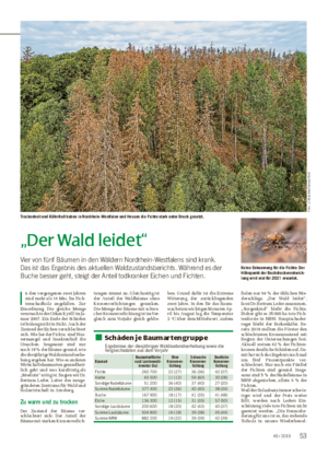 WALD, JAGD UND NATUR ■ „Der Wald leidet“ Vier von fünf Bäumen in den Wäldern Nordrhein-Westfalens sind krank.