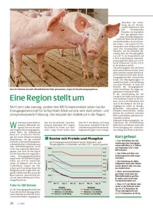 Eine Region stellt um Nicht zehn oder zwanzig, sondern fast 400 Schweinemäster setzen bei der Erzeugergemeinschaft für Schlachtvieh Bösel auf eine sehr stark protein- und phosphorreduzierte Fütterung.
