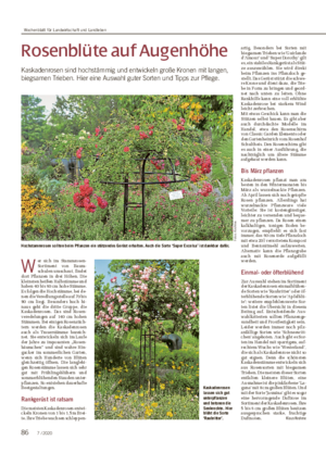 Rosenblüte auf Augenhöhe Kaskadenrosen sind hochstämmig und entwickeln große Kronen mit langen, biegsamen Trieben.
