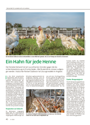 Ein Hahn für jede Henne Der Demeter-Verband hat sich aus ethischen Gründen gegen die Ge- schlechtsbestimmung im Ei entschieden.