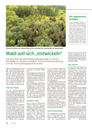 Wald soll sich „entwickeln“ Rheinland-Pfalz stellt seine Wiederbewaldungsstrategie vor: Ziel sind Mischwälder aus mehreren Laubhölzern.