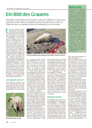 Ein Bild des Grauens Vermutlich hat ein Wolf auf einem Deich an der Ems nördlich von Papenburg zahlreiche Schafe verletzt und getötet.