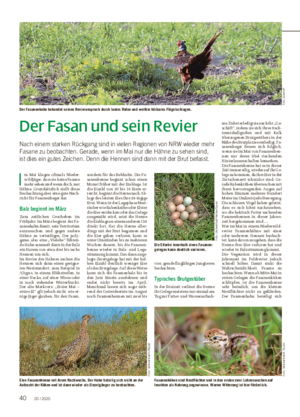 Der Fasan und sein Revier Nach einem starken Rückgang sind in vielen Regionen von NRW wieder mehr Fasane zu beobachten.