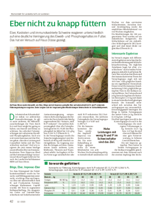 Eber nicht zu knapp füttern Eber, Kastraten und immunokastrierte Schweine reagieren unterschiedlich auf eine deutliche Verringerung des Eiweiß- und Phosphorgehaltes im Futter.